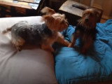 Un Silky Terrier joue avec un Yorkshire