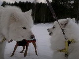 Un Spitz Japonais rencontre un Samoyède