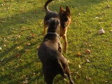 Un Chien Serbe de Défense et un Berger Allemand