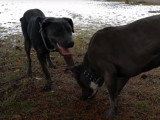 Un Chien Serbe de Défense avec un Cane Corso