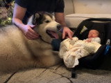 Première rencontre entre un bébé et deux Malamutes d'Alaska