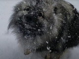 Un Keeshond et un Samoyède jouent dans la neige