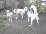 Un Shikoku Inu avec un Kangal et un Alaskan Malamute