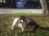 Un Pinscher Nain et un Jack Russel font les fous