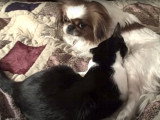 Un Pekinois prend soin d'un chaton
