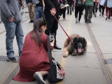 Un Leonberg qui ne laisse pas les passants indifférents