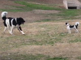 Sortie au parc pour chiens pour un Mâtin des Pyrénées