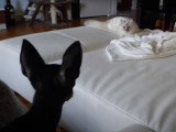 Folle partie de jeu entre un Russkiy Toy et un chat