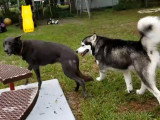 Un Malamute poursuit un Blue Bay Sheperd