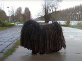 Un Puli se balade