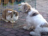 Un Petit Basset Griffon Vendéen avec un lapin