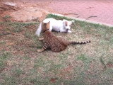 Un Jack Russel et un Bengal jouent ensemble