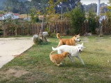 Une famille de Jindo Coréen s'amuse dans le jardin
