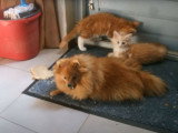 Un Loulou de Poméranie avec des chatons Maine Coon