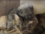 Un chiot Loulou de Poméranie avec un Maine Coon adulte