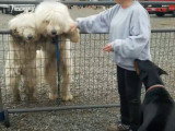 Rencontre entre un couple de Komondor et un Dobermann