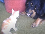 Un Hovawart et un chat jouent ensemble