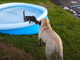 Un Mastiff et un Bengal profitent du jardin