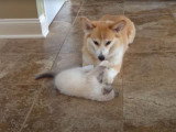 Un Welsh Corgi Pembroke joue avec un chaton Ragdoll