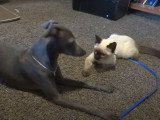 Un Petit Lévrier Italien et un chaton Siamois font les fous