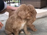 Des chiots Labradoodle découvrent le jardin