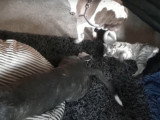 Un Pitbull, un Sharpeï et un chaton Pixie Bob s'amusent