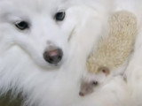 Un hérisson rencontre un Loulou de Poméranie