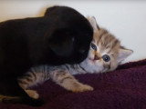 Un chiot Carlin avec un chaton British Shorthair