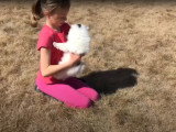 Un chiot Pomsky et une petite fille jouent ensemble