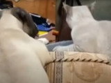 Un chiot Presa Canario joue avec un chat