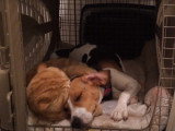 Un Beagle et un Exotic Shorthair jouent ensemble