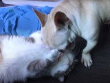 Un Bouledogue Français joue avec un chaton Exotic Shorthair