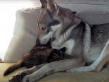 Un Chien Loup Tchécoslovaque et un chaton très complices