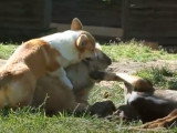 Un Chart Polski, un Dogue du Tibet et un Welsh Corgi Pembroke