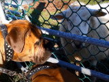 Des Boerboel rencontrent des animaux de ferme