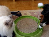 Un Bouvier Bernois rencontre un chat Ragdoll