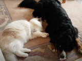 L'amitié entre un Bouvier Bernois et un chat Ragdoll
