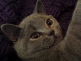 Un chat British Shorthair se relaxe avec un chien Staffie
