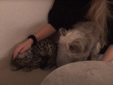 Un chat British Shorthair rencontre un chien Pomchi