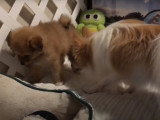 Un Loulou de Poméranie reçoit la visite d'un chiot Pomchi