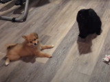 L'entente d'un chien Pomchi avec un chat