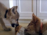 Un chiot Border Collie avec un jeune loup