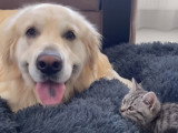 Quand un chaton squatte le coussin d'un Golden Retriever