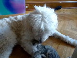 Un Goldendoodle veut jouer avec un chaton