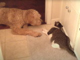 Un Goldendoodle avec un chat
