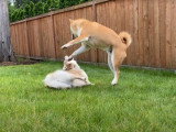 Une partie de jeu endiablée entre un Pomsky et un Shiba Inu