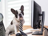 Emmener son chien au travail