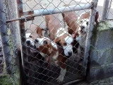Des Chiens Courants Espagnols impatients