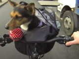 Sac de transport pour se déplacer à vélo avec son chien