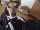 Transporter son chien en sac à dos, le test